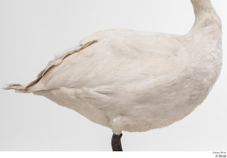 Mute swan whole body wing 0001.jpg